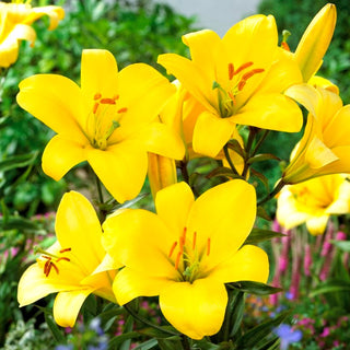 Giglio tromba - Yellow Planet - Lilium - Giallo intenso per il giardino estivo