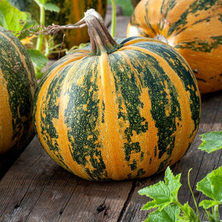 Zucca Olga - Ideale per la produzione di semi - Busta Grande - 100 g
