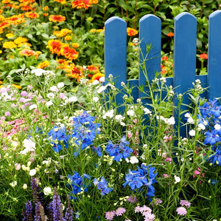 Flowers for Years - prato fiorito perenne - Bellezza floreale duratura e perenne - Confezione Mega - 500 g