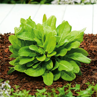 Acetosa da Giardino - Sapore acidulo, perenne e resistente - 100 g