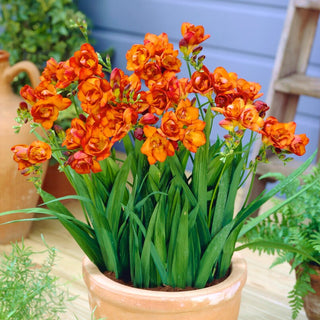Fresia doppia - arancione - Freesia - Colore caldo e solare - 10 bulbi