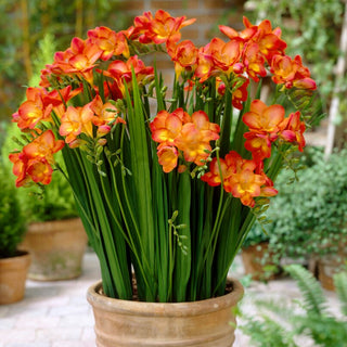Fresia semplice - arancione - Freesia - fiori da vaso e bouquet - 10 bulbi