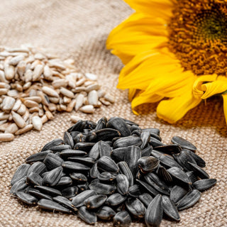 Girasole nero - Ricco di energia, amato da tutti gli uccelli svernanti - Helianthus annuus - Busta Grande - 0,5 kg