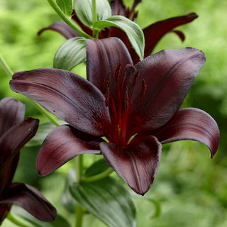 Giglio tromba - Nightrider - Lilium - Accento bordeaux per la bordura estiva