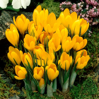 Crocus a fiore grande - Giallo - Colore giallo intenso e luminoso - 10 bulbi