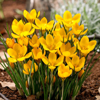 Crocus - Dorothy - Tappeto dorato, tocco di gioia - 10 bulbi
