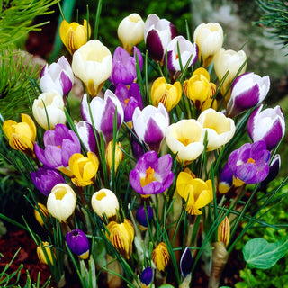 Crocus botanico - mix - Sorprende con l’intensità dei colori - 10 bulbi