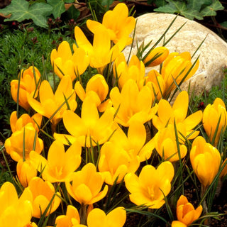 Crocus - Giallo - Colore giallo intenso, pieno di sole - 10 bulbi