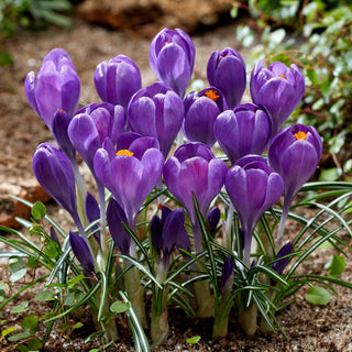 Crocus - Blue Ocean - Ideale per i prati - 10 bulbi
