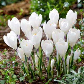 Crocus - Ice Queen - Fiori bianchi candido, colore unico - 10 bulbi