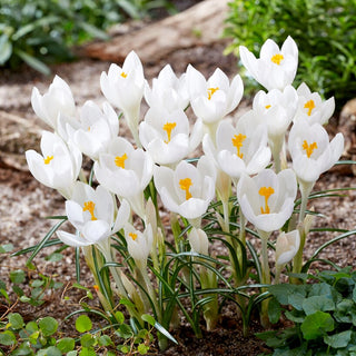 Crocus - Ivory Princess - Resistente alle variabili condizioni di primavera - 10 bulbi