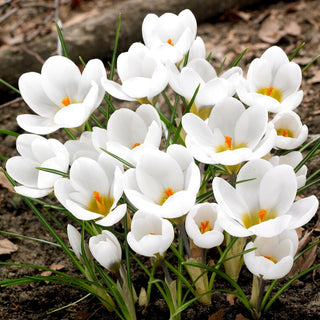 Crocus - Bianco - Annuncio precoce di primavera - 10 bulbi