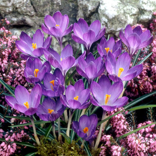 Crocus - Viola - Colore intenso, annuncio di primavera - 10 bulbi