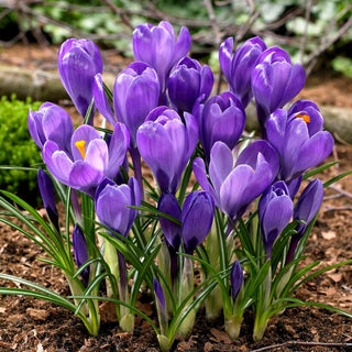 Crocus a fiore grande - Viola - Contrasto suggestivo con il verde - 10 bulbi