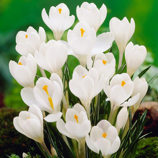 Crocus a fiore grande - Bianco - Fiori primaverili bianco candido - 10 bulbi