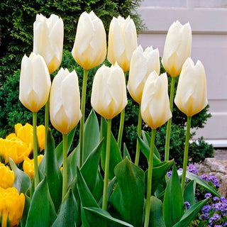 Tulipano - Purissima - Tulipa - Meraviglioso per illuminare il giardino in primavera - 5 bulbi