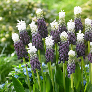 Muscari - Grape Ice - Fiori bicolore con effetto sfumato - 3 bulbi
