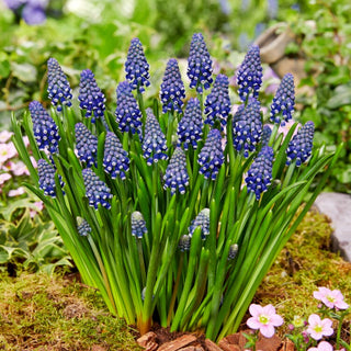 Muscari - Night Eyes - Contrasti suggestivi in giardino - 10 bulbi