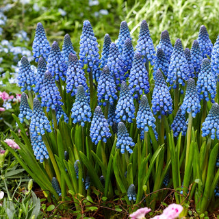 Muscari - Lindsay - Colore delicato, accento deciso di primavera - 10 bulbi