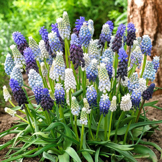 Muscari - Mix - Tocco di colore in giardino già da aprile - 10 bulbi