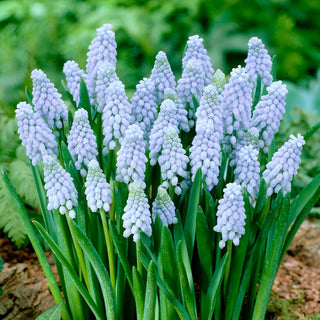 Muscari - Valerie Finnis - Splendore primaverile in aiuola - 10 bulbi