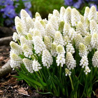 Muscari - White Magic - Dettaglio bianco che cattura lo sguardo - 10 bulbi