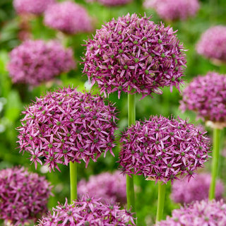 Alium - Firmament - Sfere viola spettacolari