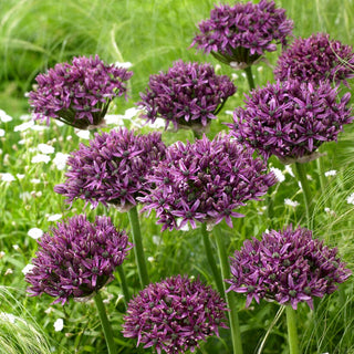 Allium - Mercurius - Semisfere viola di infiorescenze