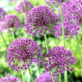 Allium - Violet Beauty - Allontana i parassiti del giardino - 3 bulbi