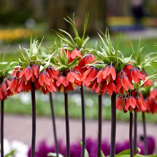 Fritillaria imperialis - Red Beauty - Fiori a campana vivaci