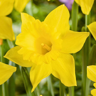 Narciso - King Alfred - Narcissus - Giallo intenso, pieno di sole - 5 bulbi