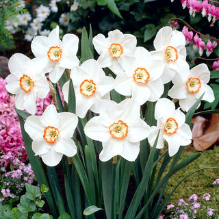 Narciso - Tommy's White - Narcissus - Ideale per piantagioni di gruppo - 5 bulbi