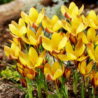 Crocus - Bronze Form - Affidabile e precoce annunciatore di primavera - 10 bulbi