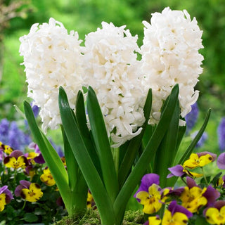 Giacinto - Louvre - Hyacinthus - Affidabile bianco candido - 3 bulbi