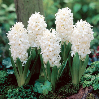 Giacinto - White Pearl - Hyacinthus - Dona al giardino freschezza e leggerezza - 3 bulbi