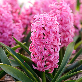 Giacinto - Scarlet Pearl - Hyacinthus - Ideale per aiuole e vasi - 3 bulbi