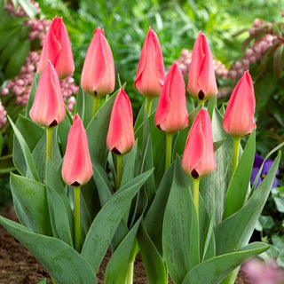 Tulipano - Adele Duttweiler - Tulipa - Rosa incantevole, portamento compatto - 5 bulbi