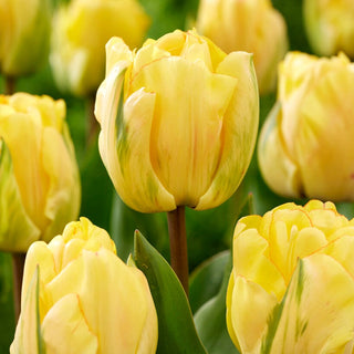 Tulipano - Akebono - Tulipa - Raro e da collezione - 5 bulbi