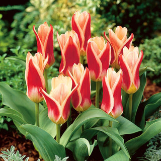 Tulipano - Ancilla - Tulipa - Freschezza nelle aiuole di primavera - 5 bulbi