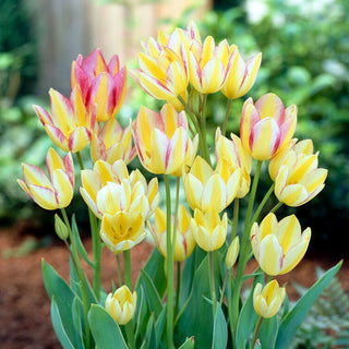 Tulipano - Antoinette - Tulipa - Fino a cinque fiori per stelo - 5 bulbi