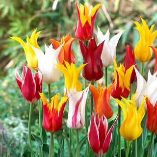 Tulipano fior di giglio - Mix - Tulipa - Tulipani unici dalla forma slanciata - 5 bulbi