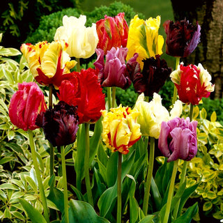 Tulipano pappagallo - mix - Tulipa - Petali dalle forme fantasiose e ondulate - 5 bulbi