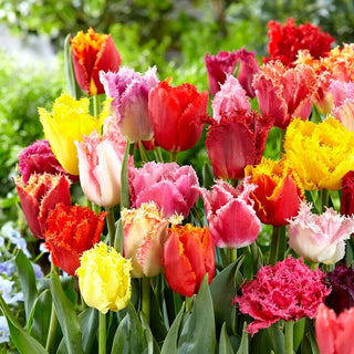 Tulipano crispa - Mix - Tulipa - Miscela decorativa ideale - 5 bulbi