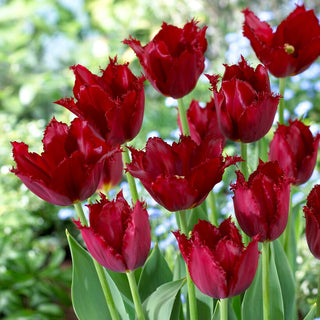 Tulipano - Pacific Pearl - Tulipa - Fiori bordeaux frangiati - 5 bulbi