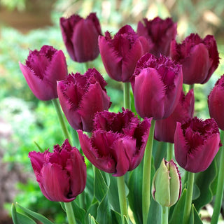 Tulipano - Curly Sue - Tulipa - Fiori frangiati viola - 5 bulbi
