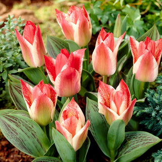 Tulipano - Czaar Peter - Tulipa - Crescita bassa, portamento nano - 5 bulbi