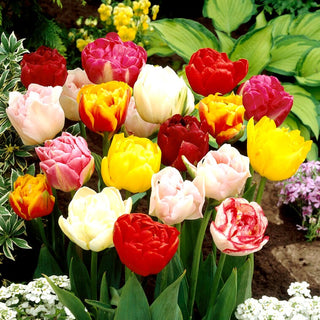 Tulipano doppio - Mix - Tulipa - Fiori rigogliosi e stratificati - 5 bulbi