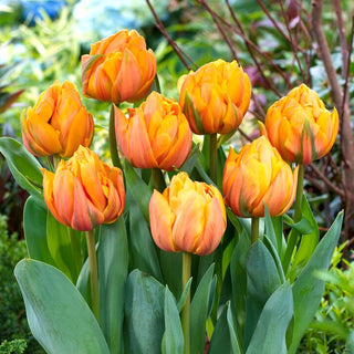 Tulipano - Freeman - Tulipa - Colore intenso in ogni angolo - 5 bulbi