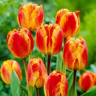 Tulipano - Fringed Solstice - Tulipa - Accento poetico, bordi frangiati - 5 bulbi
