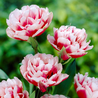 Tulipano - Gerbrand Kieft - Tulipa - Colori contrastanti che attirano lo sguardo - 5 bulbi